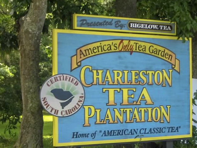 things to do in Charleston Charleston Tea Plantation - Travel - Wadmalaw Island