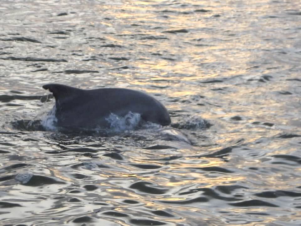 Dolphin jumping - Charleston Harbor - Travel
