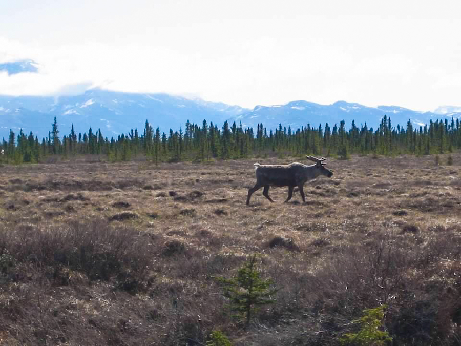 reindeer roaming alaska tundra alaska vacation - 7 day itinerary