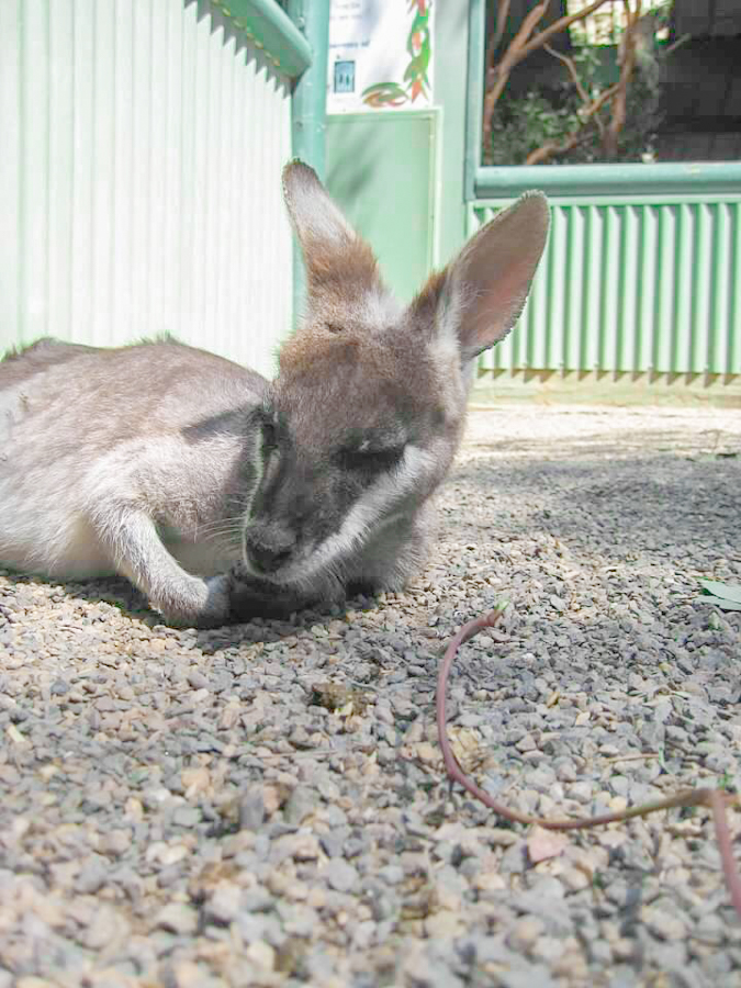 baby kangaroo at featherdale wildlife park
