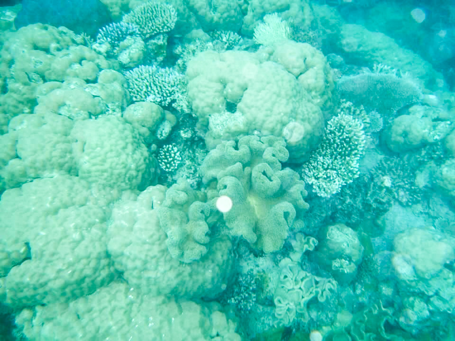 coral in the great barrier reef