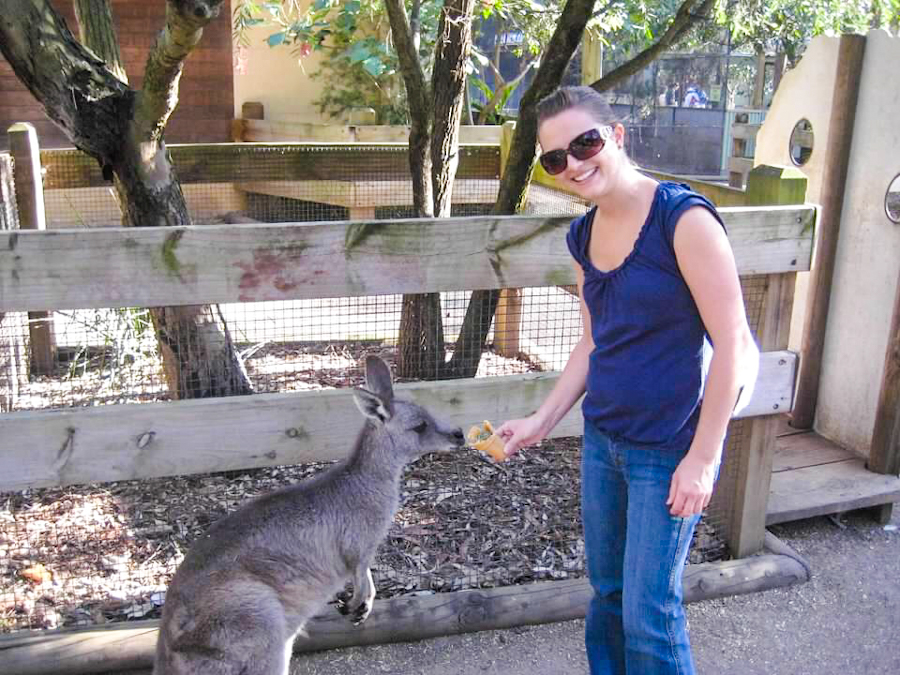 things to do in australia - feeding kangaroo at featherdale wildlife park