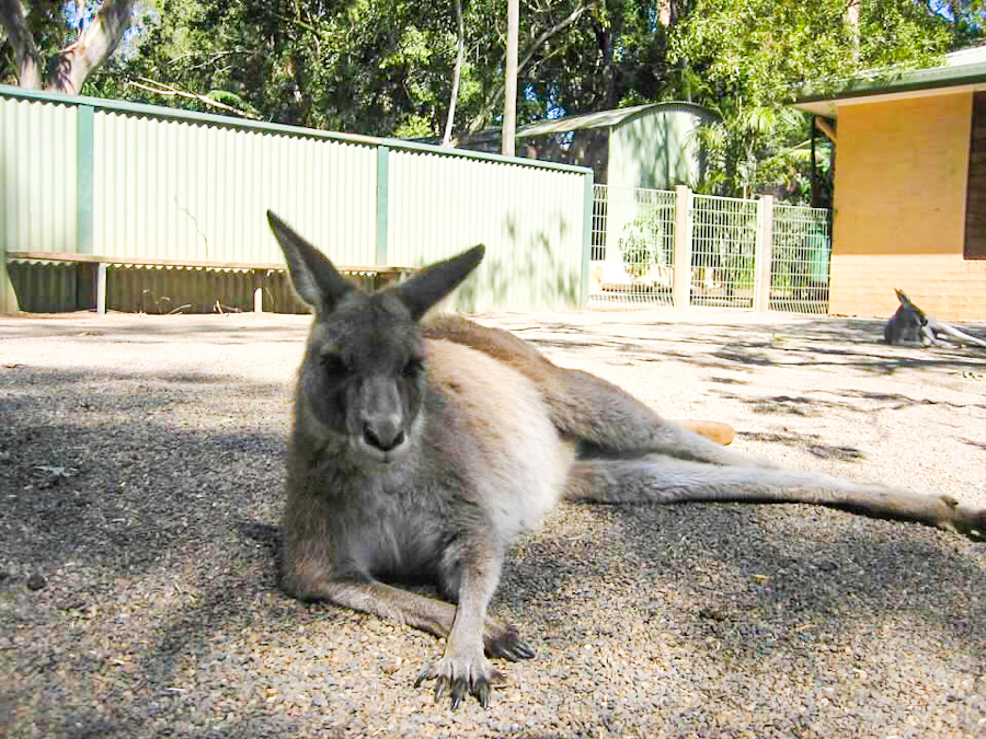 kangaroo at featherdale wildlife park