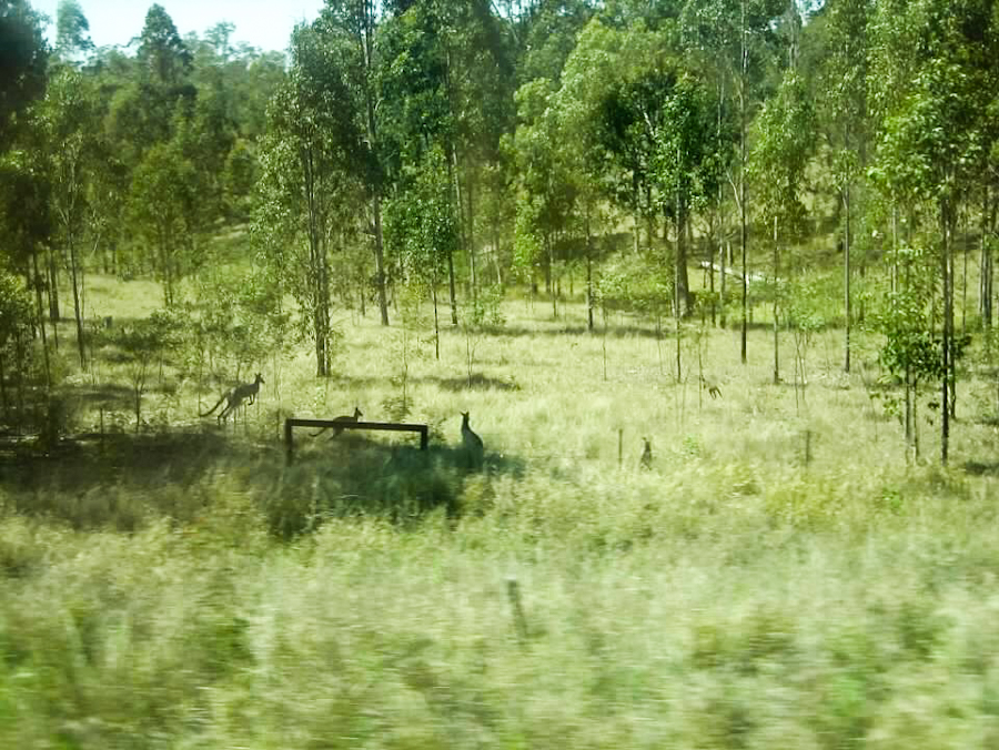 kangaroo hopping in grass