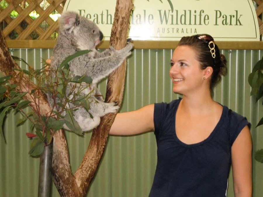 things to do in australia - petting koala at featherdale wildlife park