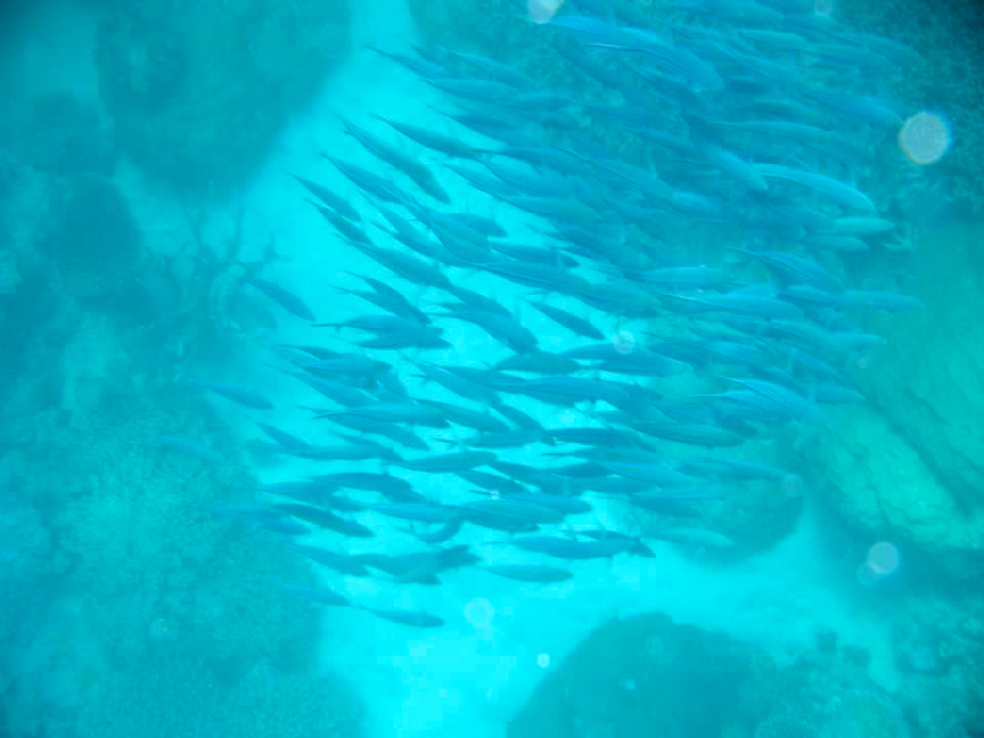 school of fish in the great barrier reef