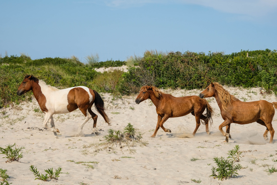 Chincoteague Island Wild Ponies - things to do in virginia