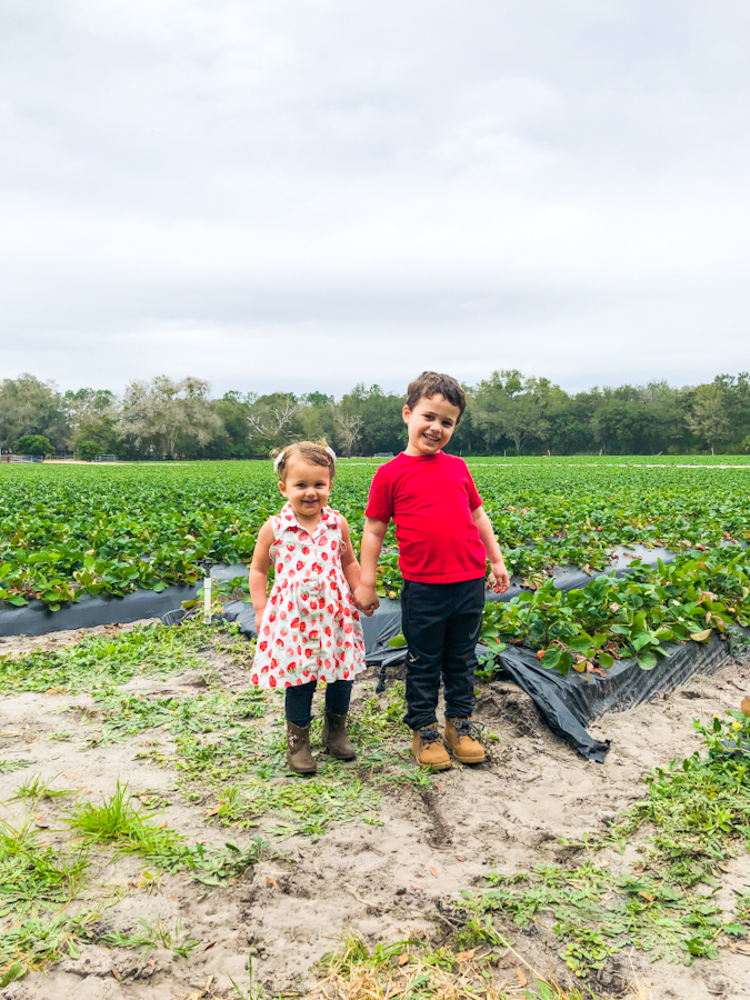 Read more about the article Strawberries U Pick at Oak Haven Farms