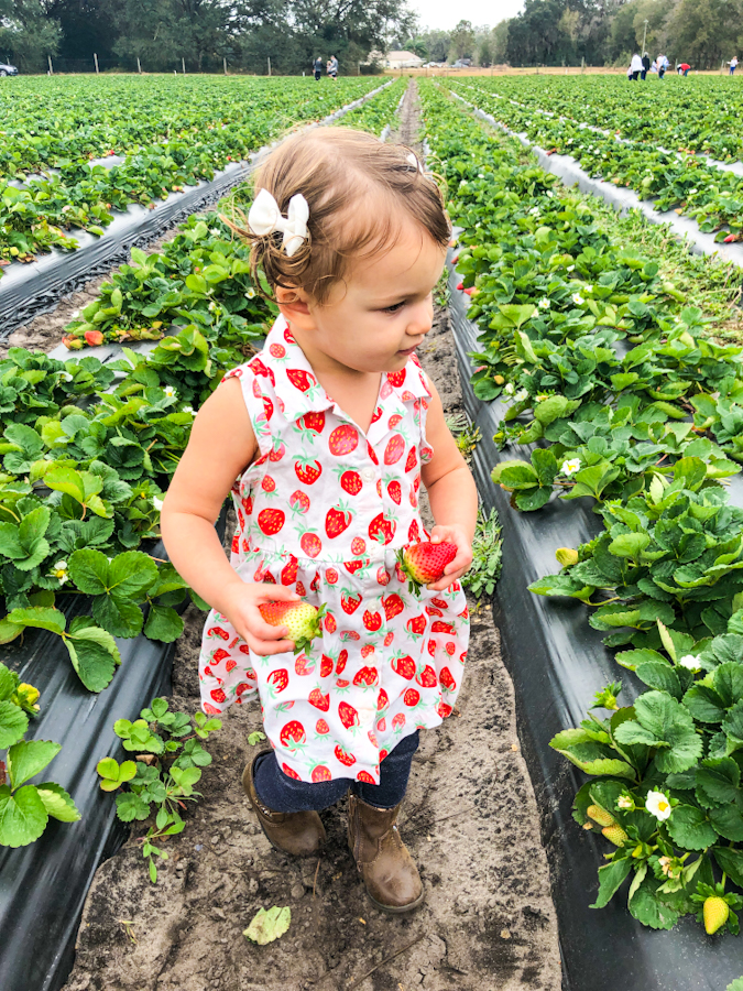 strawberry picking at oak haven farms