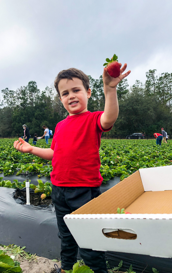 strawberry picking at oak haven farms