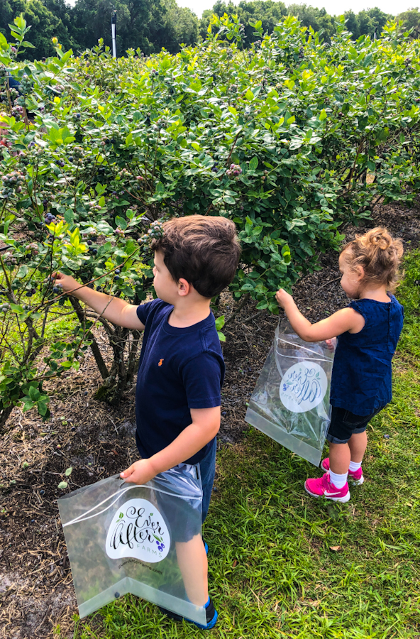 You are currently viewing Blueberry Picking at Ever After Farms