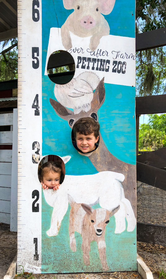 ever after farms petting zoo