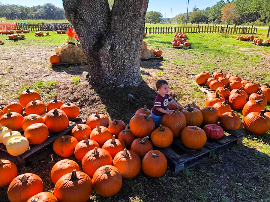 Picking pumpkins at the pumpkin farm in North Florida at Amazing Grace Family Farms
