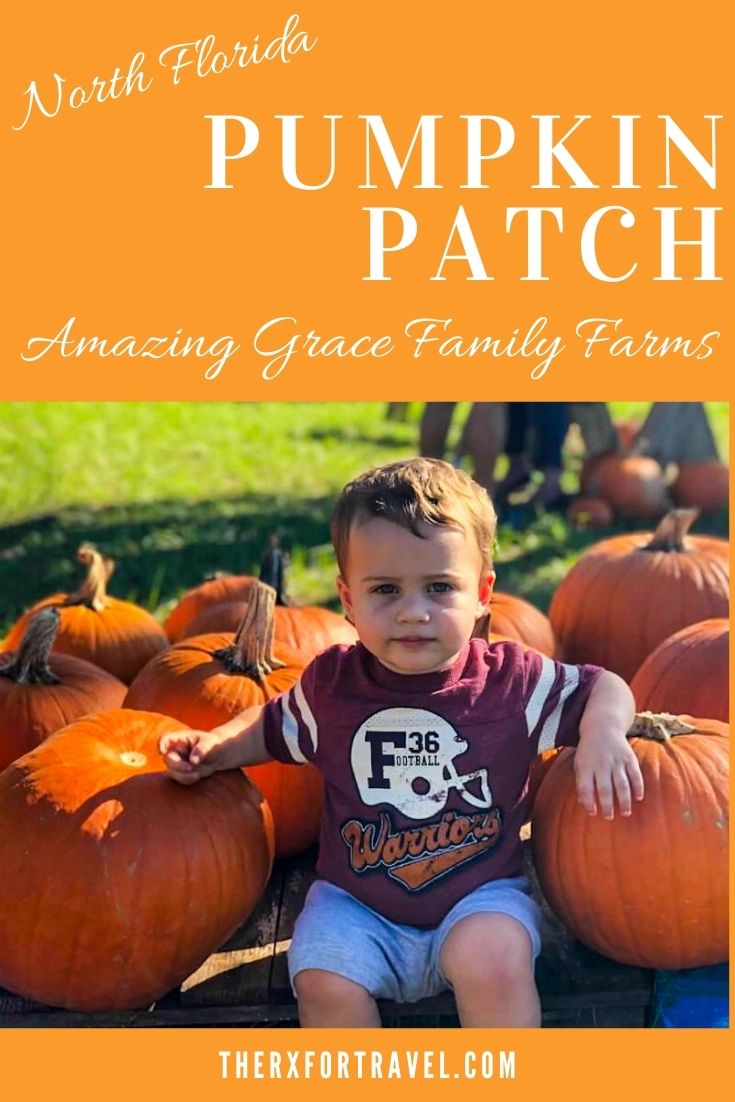 Pumpkin Patch Near Me in North Florida at Amazing Grace Family Farms