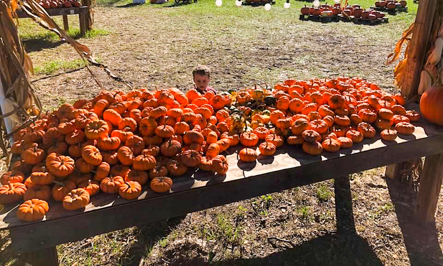 Pumpkin Patch Near Me in North Florida at Amazing Grace Family Farms