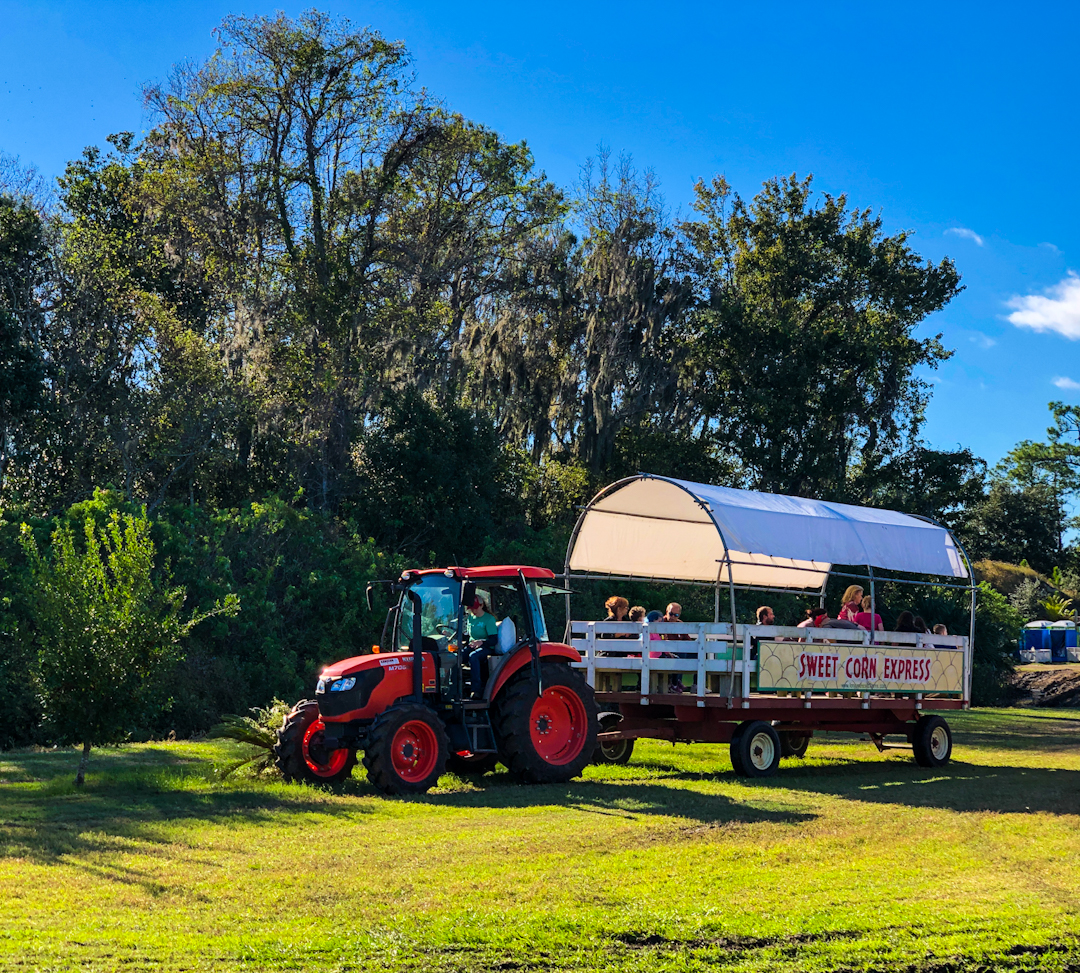Take a ride on the Sweet Corn Express and learn about the history and origins of Long and Scott Farms