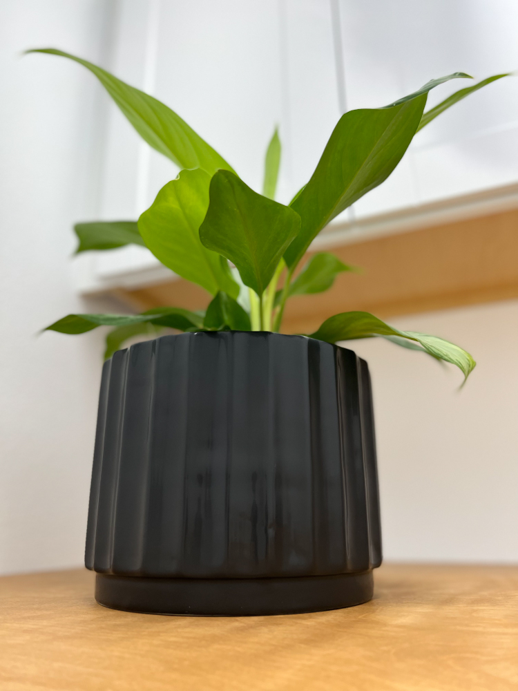 check out these cute indoor plant pots and other items that helped turn out laundry room to the modern industrial design we wanted