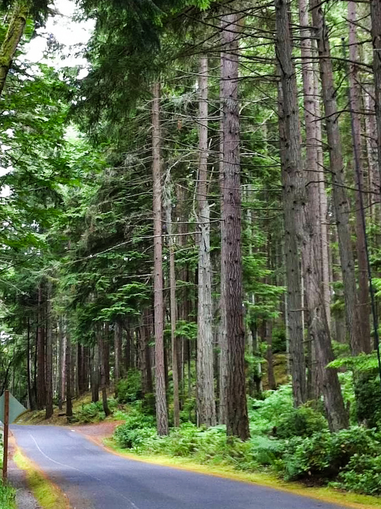 Check out this beautiful primary forest many areas untouched. There are so many beautiful things to see and to do while here in Point Defiance Park in Tacoma, Washington