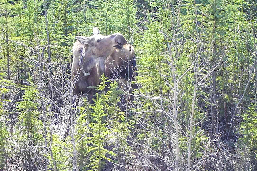 What better way to see the wildlife of Alaska than horseback riding the Alaskan tundra? Do not miss this stop on our 7 day itinerary on our Alaska vacation