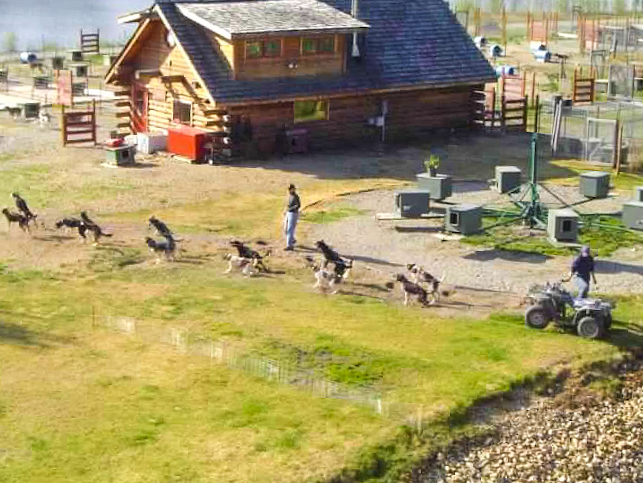 See a demonstration of the huskies in Alaska while on your Fairbanks River Boat Tour on your Alaska vacation