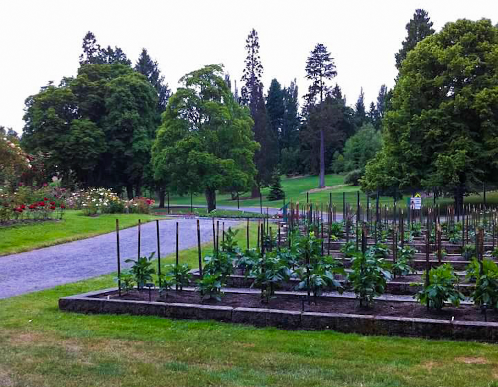 Here in Point Defiance Park there is also no shortage of beautiful gardens and foliage, like the Point Defiance Herb Garden.