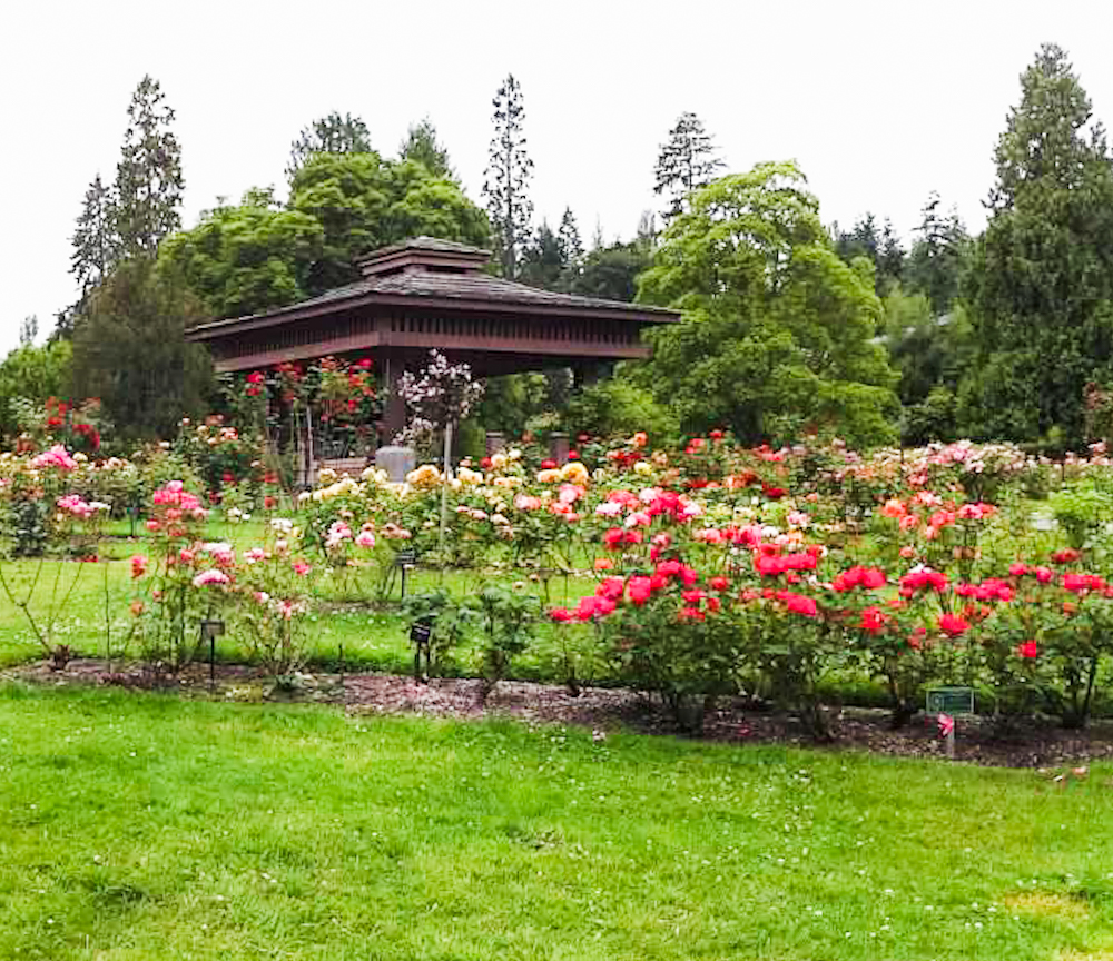 There are so many fun things to do in Tacoma Washington and one of those is Point Defiance Park. It has so much to see and do, read on for all the details.