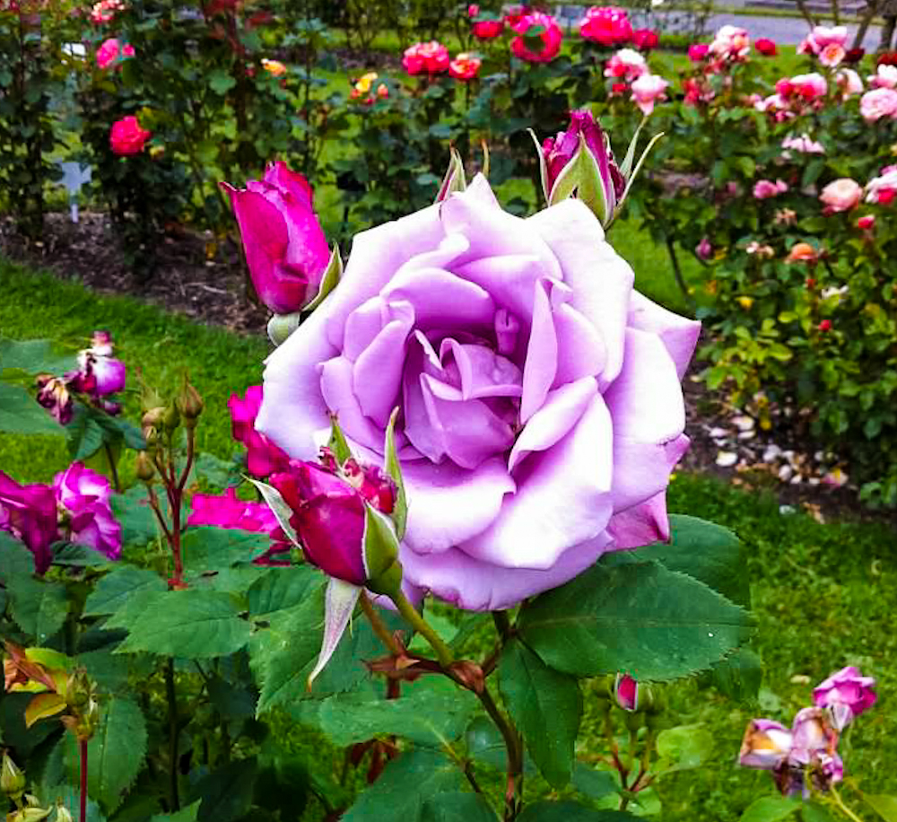 Here in Point Defiance Park there is also no shortage of beautiful gardens and foliage, like the Point Defiance Rose Garden.