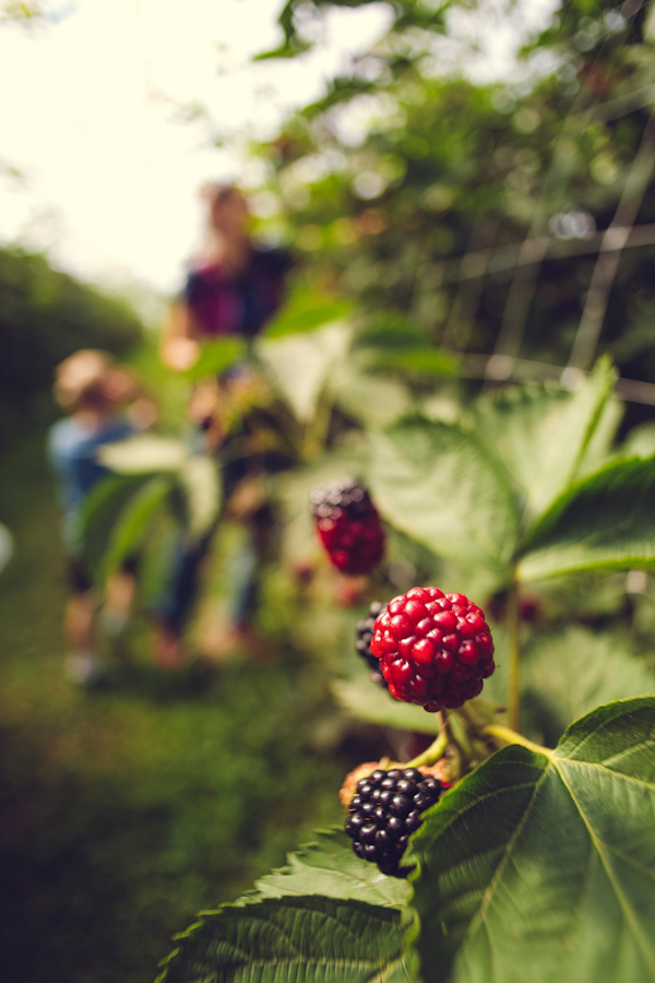 You are currently viewing U Pick Blackberries Farm at Congaree and Penn