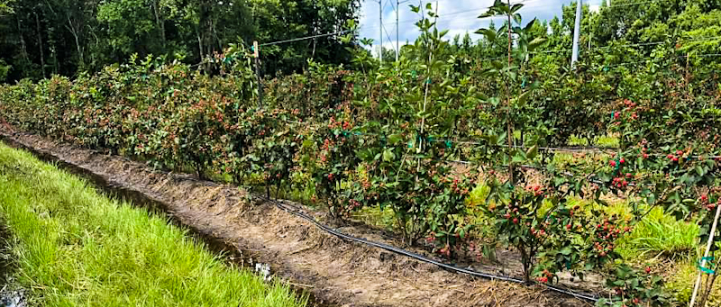 If you love fruit picking, then be sure to visit this idyllic u pick blackberries farm here at Jacksonville’s Congaree and Penn. Read on for all the details you need to make this a fun day out. 