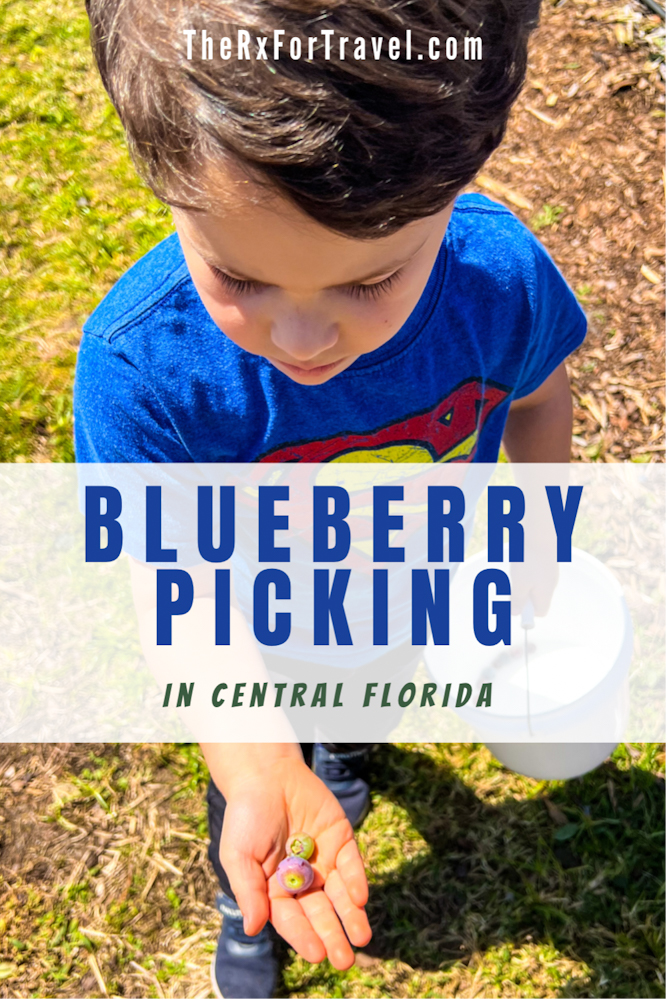 Looking for places to blueberry pick in Central Florida, then be sure to head to Southern Hill Farms. Read about all they have to do for a fun day out with the family.