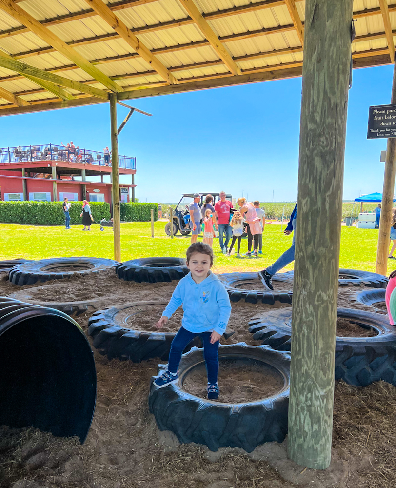 So many fun activities in this FREE kids play area at Southern Hill Farms. Perfect place to stop in between picking blueberry and vegetable picking.