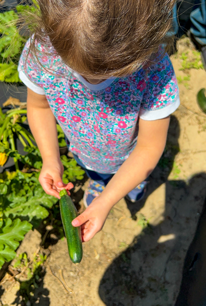 Did you know that you can do vegetable picking at Southern Hill Farms? Here they have zucchini and squash available for picking.