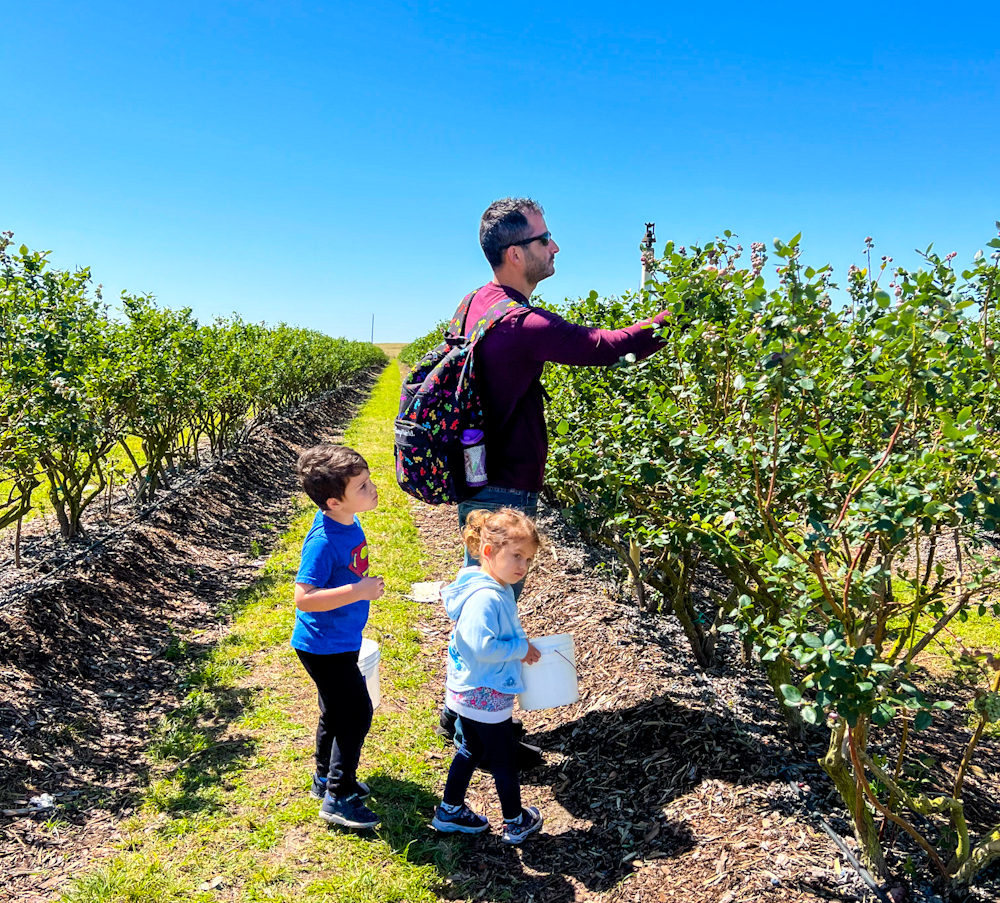 Want to know what to pack for a day out at Southern Hill Farms? Then read on to ensure you are all prepared for vegetable picking and picking blueberry and all the fun activities there are here to do. 