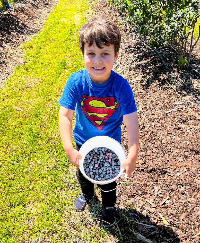 Picking blueberry is fun here at Southern Hill Farms and there are lots of blueberries ripe to pick.