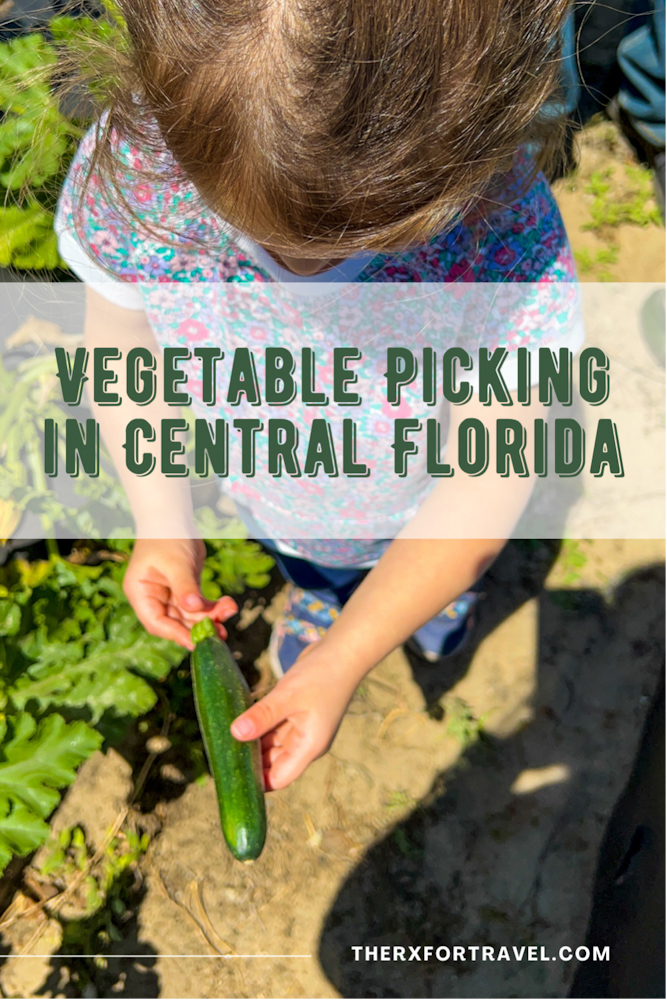 Did you know there were farms not just for fruit picking, but also vegetable picking? Southern Hill Farms in Clermont, FL has this and many more activities for the family.