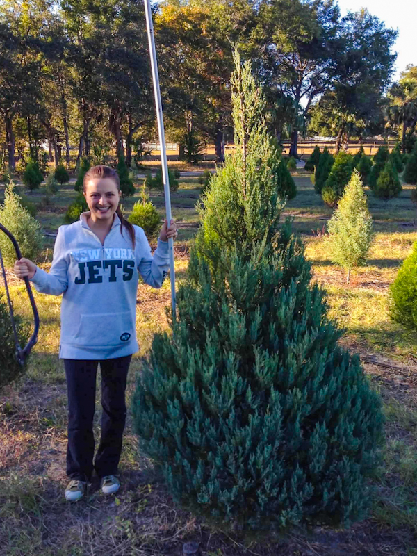 At Santa's Farm, when you are ready to cut your own Christmas tree, you can choose from 3 different Florida species of trees.