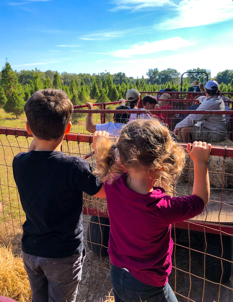At Santa's Farm, after all the fun activities, hop on the hay ride to take you to the Christmas Tree Forest to cut your own Christmas tree.