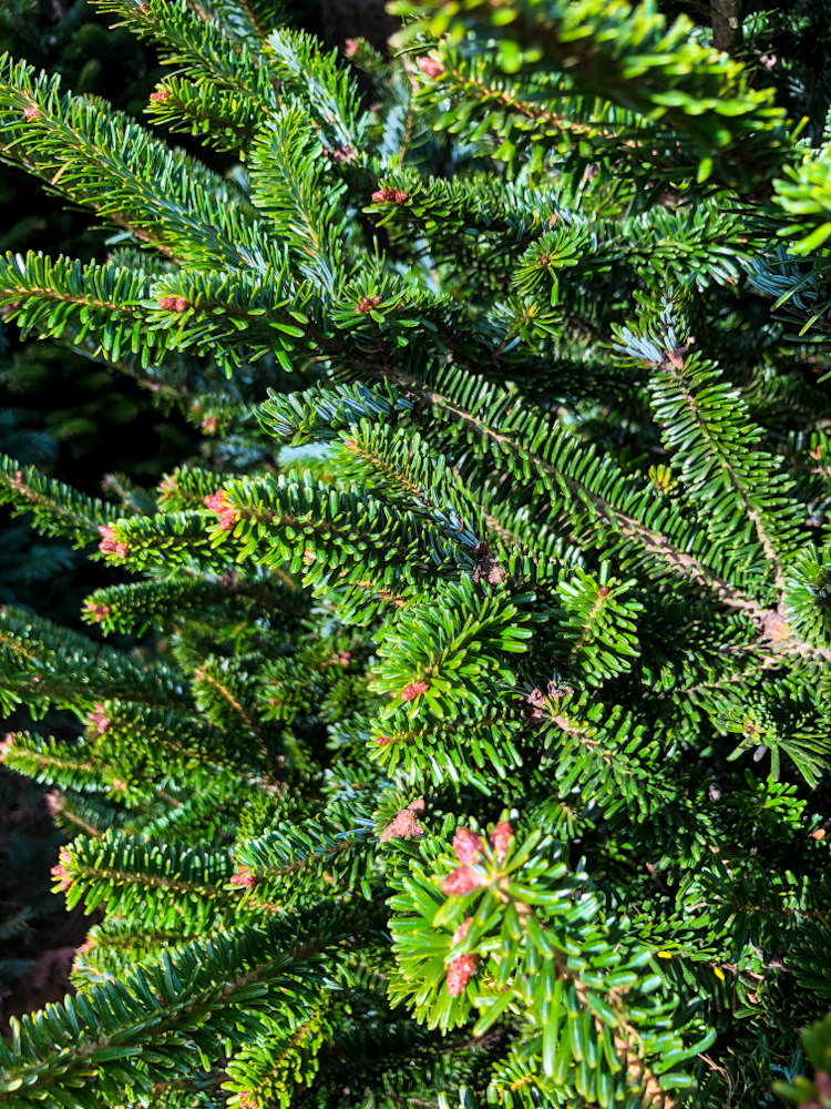 At Santa's farm, if you don't want any of the Florida Christmas trees then you can head over to their pre-cut lot and pick your own Christmas trees from among the ones Northern grown.
