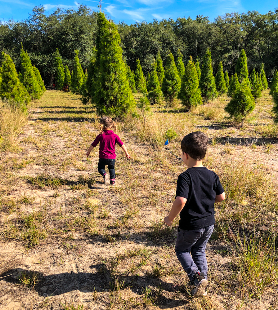 At Santa's Farm, there is plenty of land for the kids to run around while they find the perfect Christmas tree.