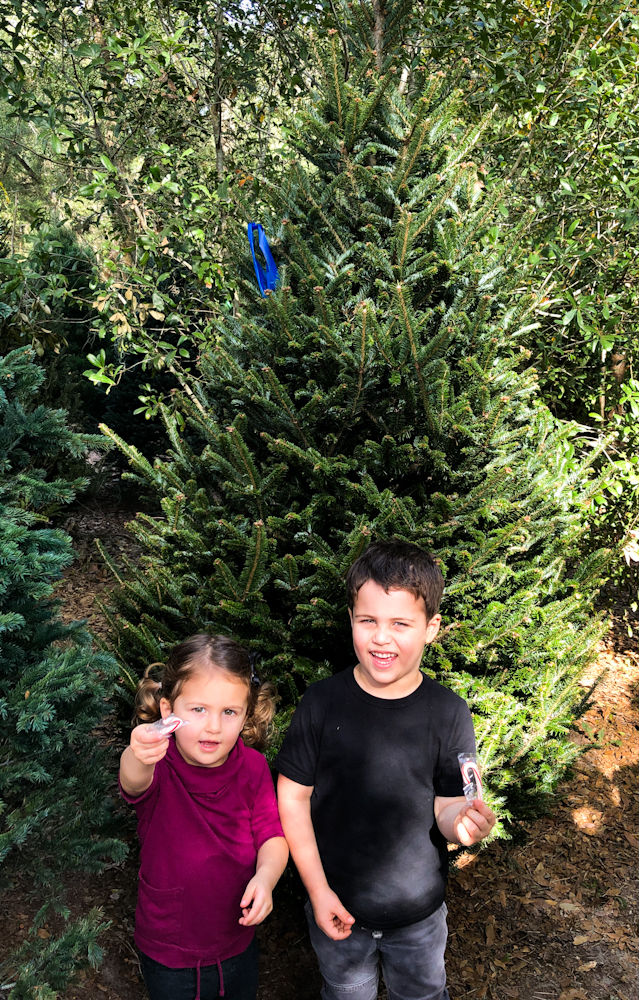 We found our Christmas tree. We decided to pick our own Christmas tree from their pre-cut lot. 
