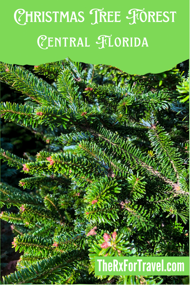 If you don't want to choose one of the Florida Christmas trees, then you can pick your own Christmas tree from the pre-cut lot which features the more traditional Northern grown Christmas trees.