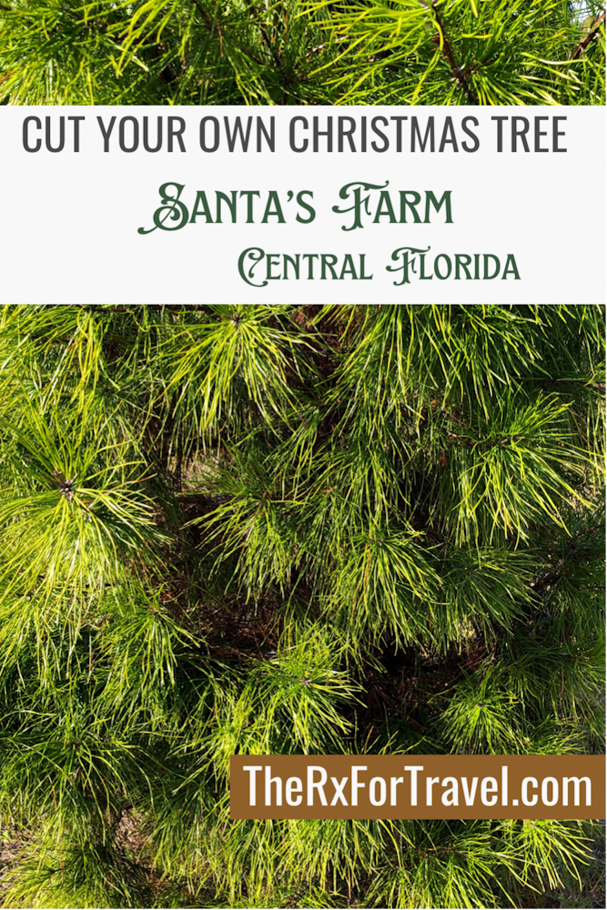 At Santa's Farm, when you are ready to cut your own Christmas tree, you can choose from 3 different Florida species of trees.