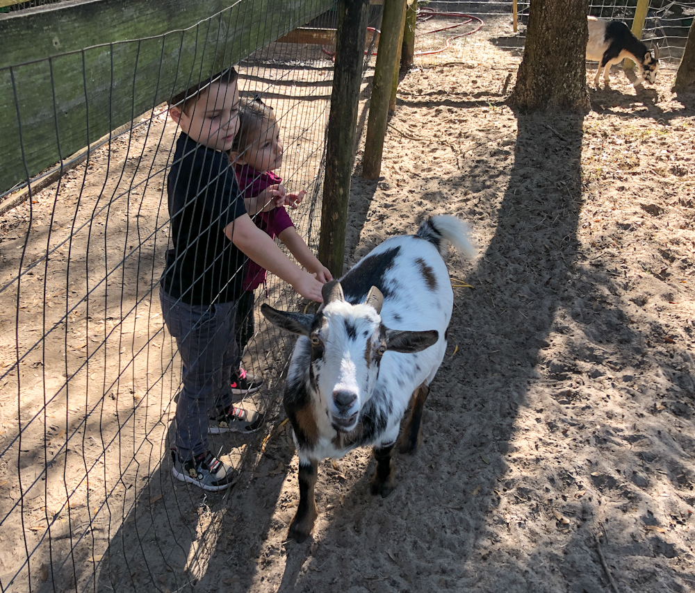 At Santa's Farm and Christmas Tree Forest, there is an actual farm. Petting Zoo actually, so don't miss petting all these barnyard animals.