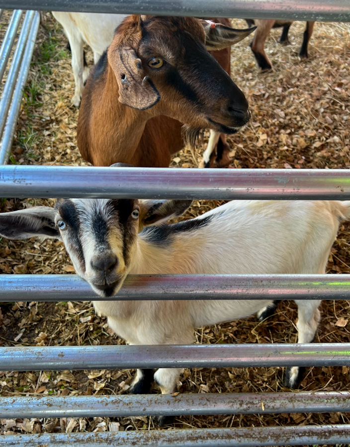 Get up close, pet, feed, and even take pictures with lots of different animals at the Amber Brooke Farm Petting Zoo.