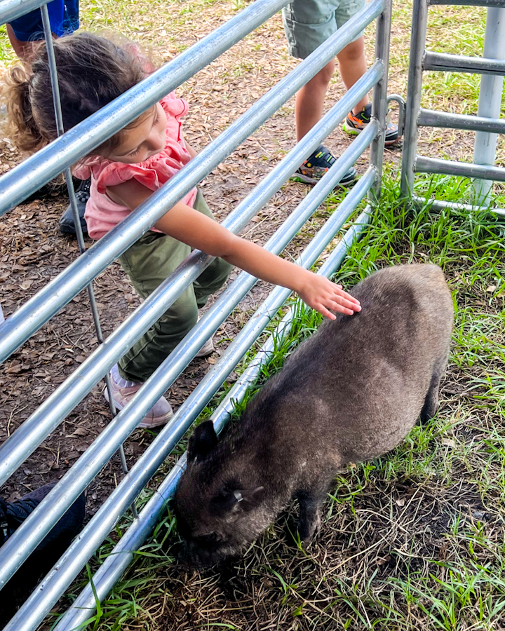 Get up close, pet, feed, and even take pictures with lots of different animals at the Amber Brooke Farm Petting Zoo.