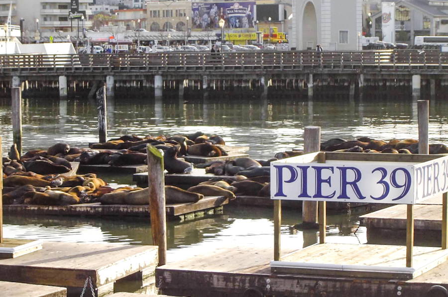 Pier 39 Sea Lions San Francisco TheRxForTravel 1