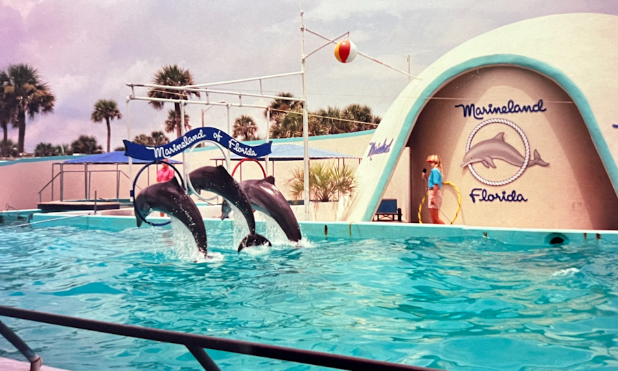 3 dolphins jumping through hoops at Marineland Florida in the 1980's