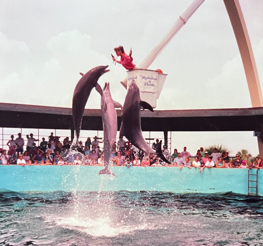 3 dolphins jumping up to the trainer above the water in a crane lift at Marineland Florida