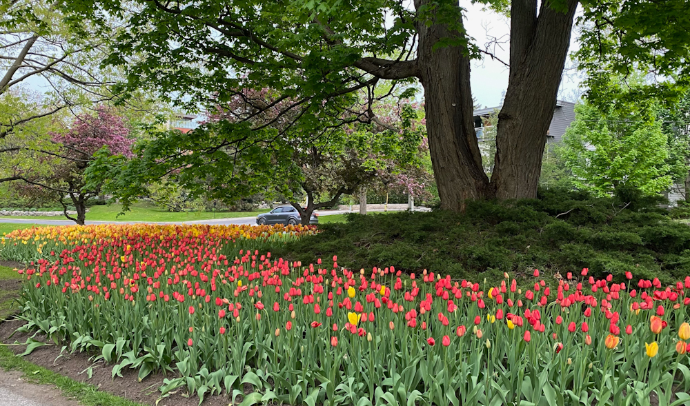 A park view of the tulips during the tulip festival in Ottawa, Canada