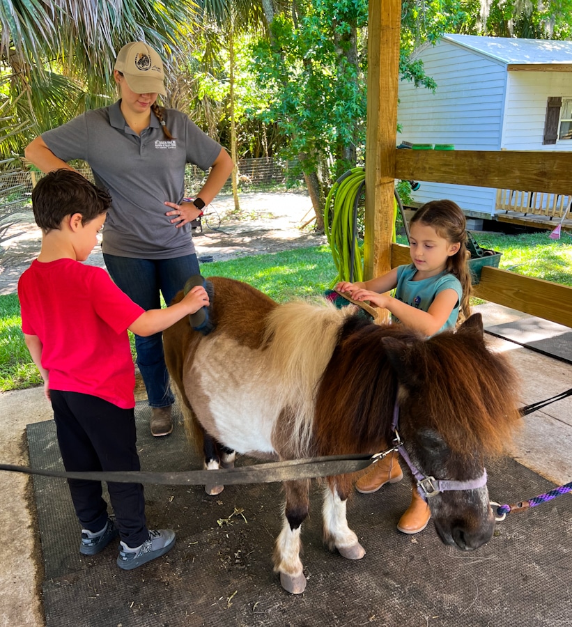 2 kids brushing a miniature horse at Hidden Palms Ranch in Sanford, Florida. One of the fun things to do in Sanford Florida.
